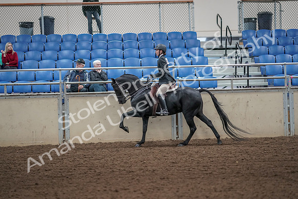 2019 Morgan Horse Show - Aug 31, 2019 - 05069