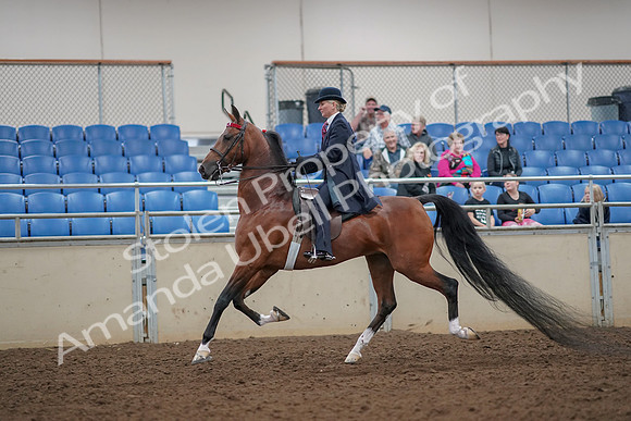 2019 Morgan Horse Show - Aug 30, 2019 - 25035