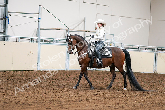 2020 - AB Morgan Horse - Sat, Sept 05 - 08973