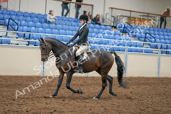 2020 - AB Morgan Horse - Sat, Sept 05 - 14211
