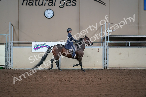 2019 Morgan Horse Show - Aug 30, 2019 - 17960