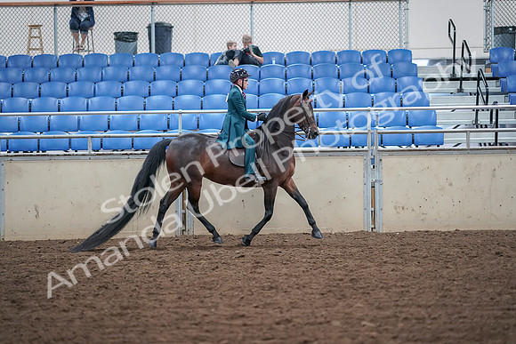 2019 Morgan Horse Show - Aug 30, 2019 - 18184