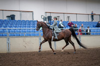 2019 Morgan Horse Show - Aug 30, 2019 - 17768