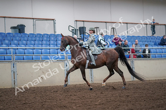 2019 Morgan Horse Show - Aug 30, 2019 - 17768
