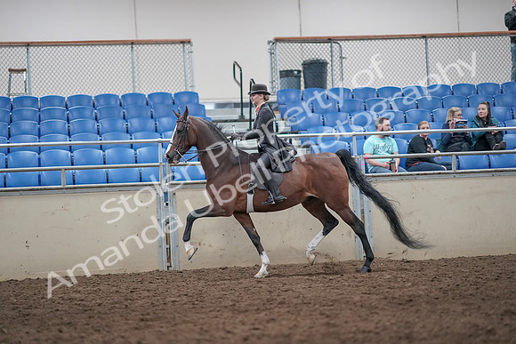 2019 Morgan Horse Show - Aug 31, 2019 - 08702