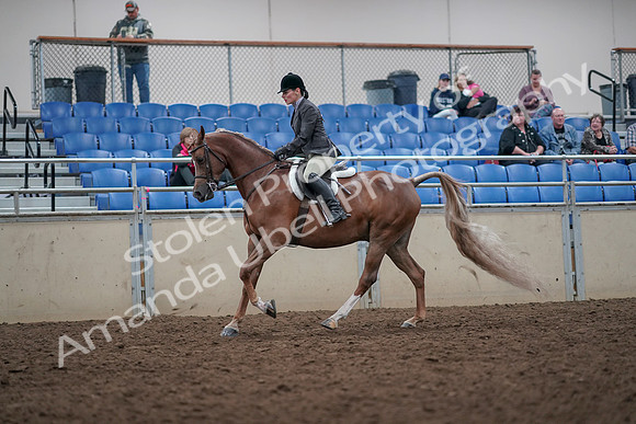 2019 Morgan Horse Show - Aug 31, 2019 - 16045