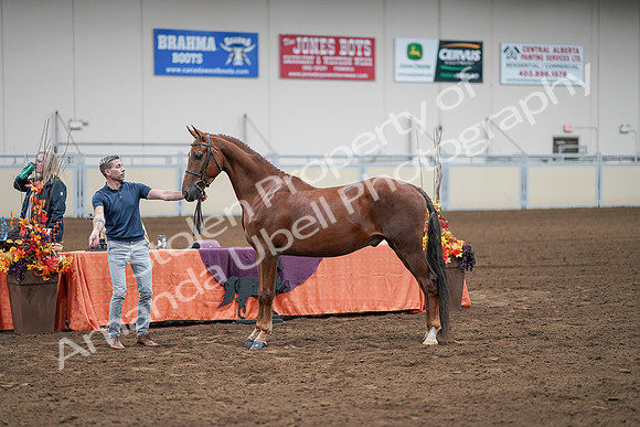 2020 - AB Morgan Horse - Sat, Sept 05 - 00230