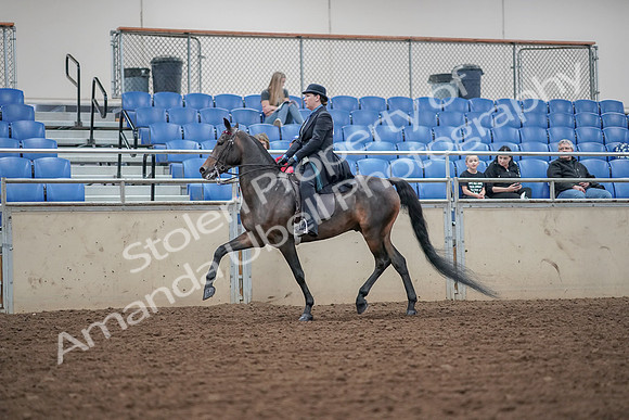 2019 Morgan Horse Show - Aug 30, 2019 - 15541