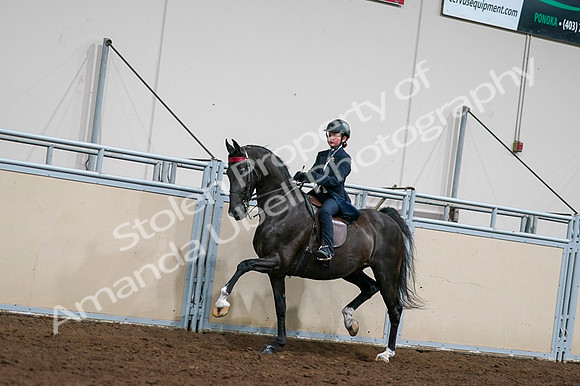 2020 - AB Morgan Horse - Fri, Sept 04 - 03215