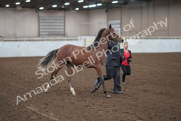 2019 Morgan Horse Show - Aug 31, 2019 - 00218