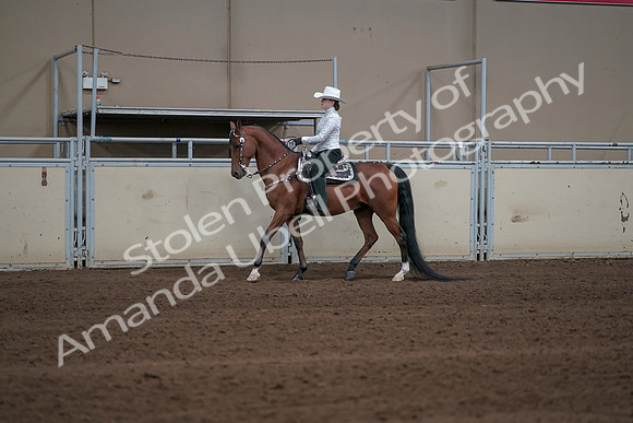 2019 Morgan Horse Show - Sept 01, 2019 - 06931