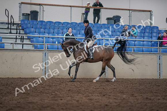 2019 Morgan Horse Show - Sept 01, 2019 - 08650