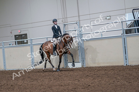 2020 - AB Morgan Horse - Fri, Sept 04 - 06094