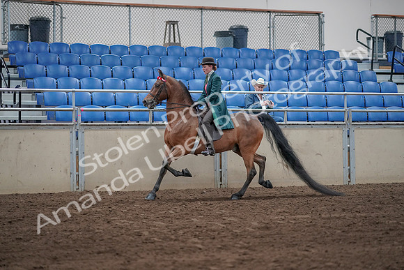 2019 Morgan Horse Show - Sept 01, 2019 - 13166