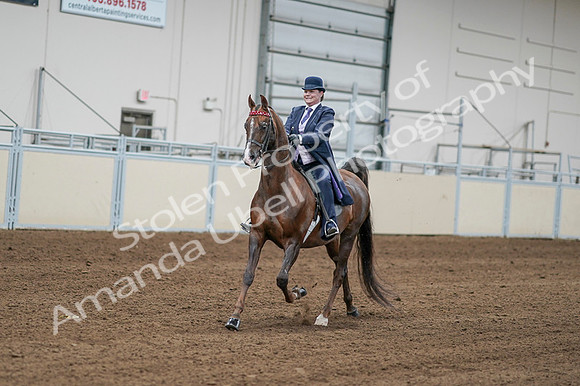 2020 - AB Morgan Horse - Fri, Sept 04 - 08181