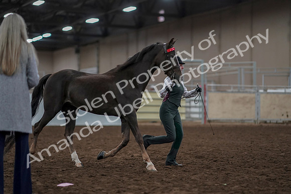 2019 Morgan Horse Show - Aug 31, 2019 - 01895