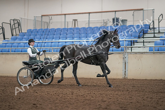 2019 Morgan Horse Show - Aug 31, 2019 - 04714