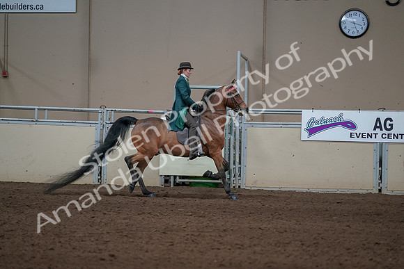 2019 Morgan Horse Show - Sept 01, 2019 - 13325