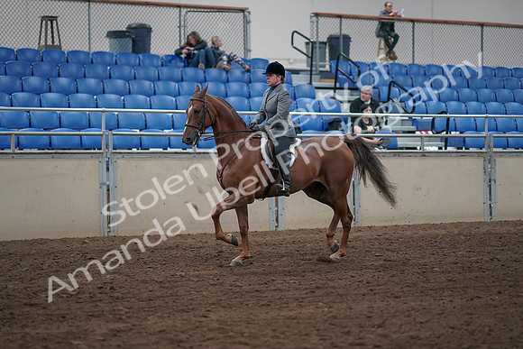 2019 Morgan Horse Show - Sept 01, 2019 - 12300