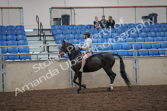 2019 Morgan Horse Show - Aug 30, 2019 - 31035