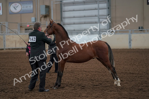 2019 Morgan Horse Show - Aug 30, 2019 - 25567