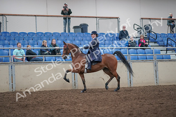 2019 Morgan Horse Show - Aug 31, 2019 - 08639