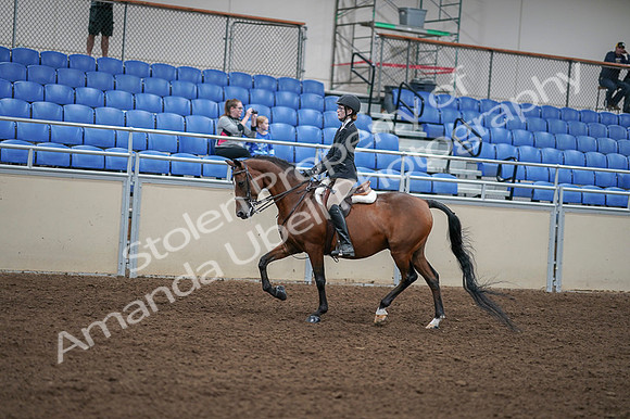 2020 - AB Morgan Horse - Fri, Sept 04 - 05872