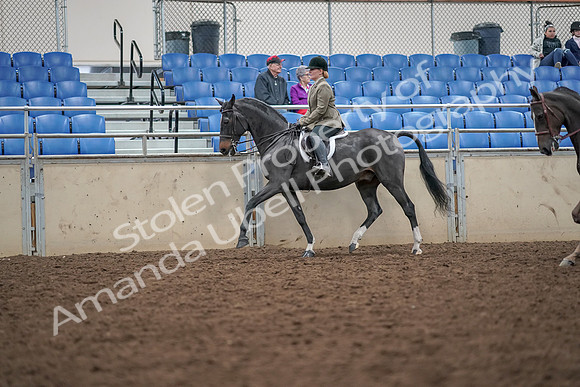 2019 Morgan Horse Show - Aug 30, 2019 - 20058
