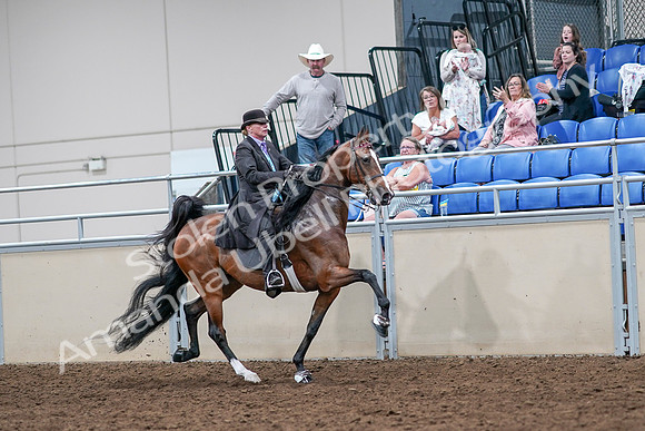 2020 - AB Morgan Horse - Sat, Sept 05 - 13211