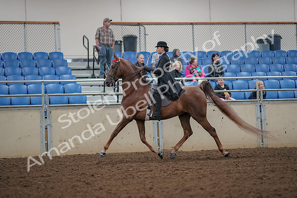 2019 Morgan Horse Show - Aug 30, 2019 - 24977