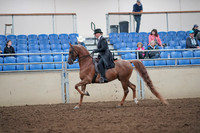 2019 Morgan Horse Show - Aug 31, 2019 - 12185