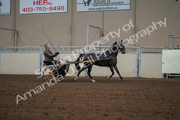 2019 Morgan Horse Show - Aug 30, 2019 - 13375