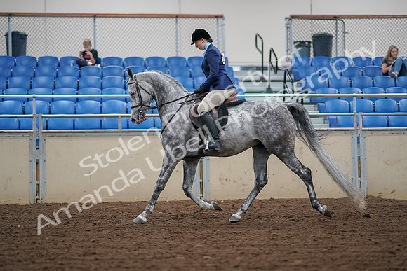 2019 Morgan Horse Show - Aug 30, 2019 - 16059