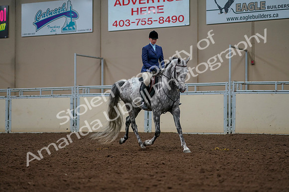 2019 Morgan Horse Show - Aug 30, 2019 - 22628
