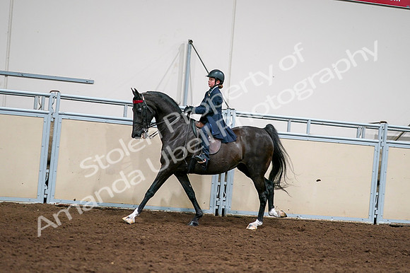 2020 - AB Morgan Horse - Fri, Sept 04 - 03060