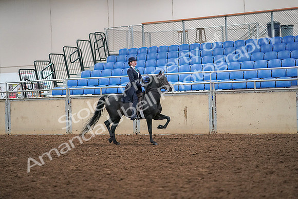 2019 Morgan Horse Show - Aug 30, 2019 - 12373