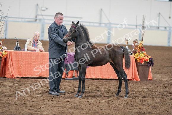 2020 - AB Morgan Horse - Sat, Sept 05 - 00522