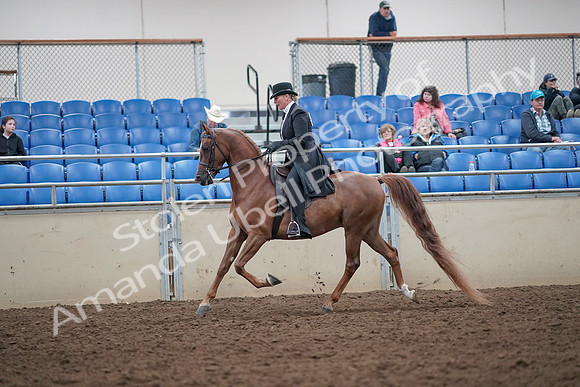 2019 Morgan Horse Show - Aug 31, 2019 - 12184