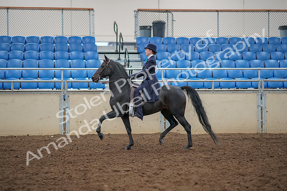 2019 Morgan Horse Show - Aug 30, 2019 - 12181