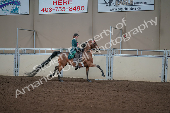 2019 Morgan Horse Show - Sept 01, 2019 - 13370
