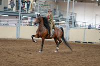 2020 - AB Morgan Horse - Sat, Sept 05 - 05273