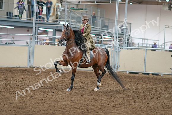 2020 - AB Morgan Horse - Sat, Sept 05 - 05273