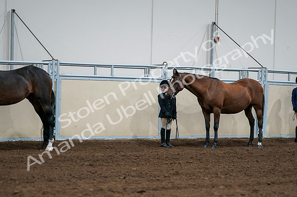 2020 - AB Morgan Horse - Fri, Sept 04 - 00810