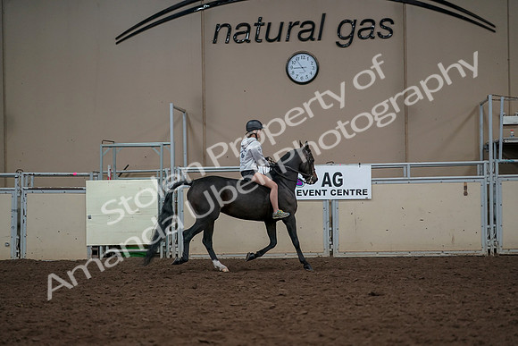 2019 Morgan Horse Show - Aug 30, 2019 - 31448
