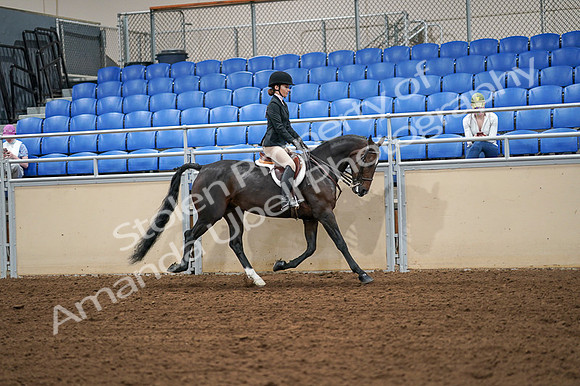 2020 - AB Morgan Horse - Fri, Sept 04 - 02148