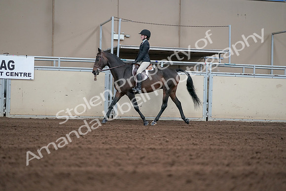 2019 Morgan Horse Show - Sept 01, 2019 - 03671