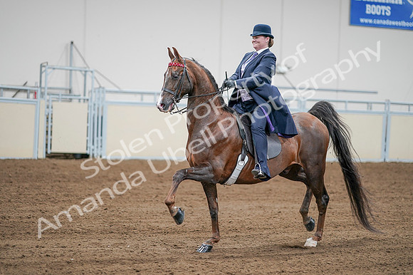 2020 - AB Morgan Horse - Fri, Sept 04 - 08217