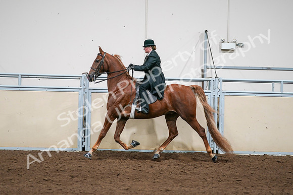 2020 - AB Morgan Horse - Sat, Sept 05 - 08063