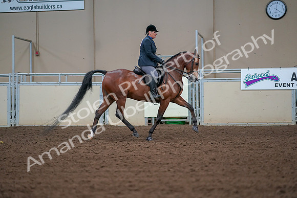 2019 Morgan Horse Show - Aug 30, 2019 - 20737