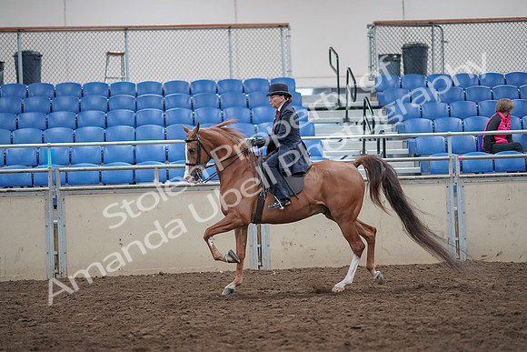 2019 Morgan Horse Show - Aug 31, 2019 - 16902